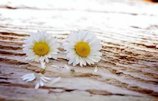 Decorazioni floreali per cimitero